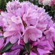 Kép 4/5 - Rhododendron 'Graziela' – Örökzöld havasszépe