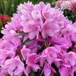 Kép 5/5 - Rhododendron 'Graziela' – Örökzöld havasszépe