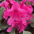 Kép 2/2 - Rhododendron 'Nova Zembla' – Örökzöld havasszépe (sötétpiros)