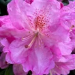 Kép 2/4 - Rhododendron 'Scintilation' – Örökzöld havasszépe