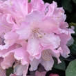 Kép 4/4 - Rhododendron 'Scintilation' – Örökzöld havasszépe