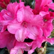 Kép 1/2 - Rhododendron 'Sneezy' – Örökzöld havasszépe