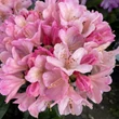 Kép 2/2 - Rhododendron 'Sneezy' – Örökzöld havasszépe
