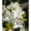 Kép 1/3 - Rhododendron 'Schneeköpfchen' – Azálea