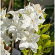 Kép 3/3 - Rhododendron 'Schneeköpfchen' – Azálea képek rendelés vásárlás a Megyeri Szabolcs Kertészeti webáruházban