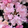 Kép 2/2 - Rhododendron yakushimanum 'Dreamland' – Örökzöld havasszépe