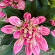 Kép 2/3 - Rhododendron yakushimanum 'Golden Torch' – Örökzöld havasszépe