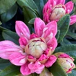 Kép 3/3 - Rhododendron yakushimanum 'Golden Torch' – Örökzöld havasszépe