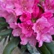 Kép 4/4 - Rhododendron yakushimanum 'Kalinka' – Örökzöld havasszépe