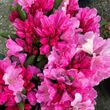 Kép 2/4 - Rhododendron yakushimanum 'Kalinka' – Örökzöld havasszépe