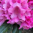 Kép 3/4 - Rhododendron yakushimanum 'Kalinka' – Örökzöld havasszépe