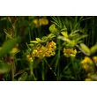 Kép 4/5 - Berberis 'Indian Summer' – Borbolya