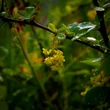 Kép 1/5 - Berberis 'Indian Summer' – Brobolya