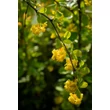 Kép 5/5 - Berberis 'Indian Summer' – Borbolya