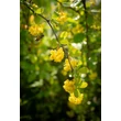 Kép 2/5 - Berberis 'Indian Summer' – Borbolya