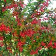 Kép 2/2 - Berberis 'Indian Summer' – Brobolya