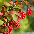 Kép 2/2 - Berberis koreana – Koreai borbolya