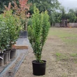 Kép 3/3 - Berberis thunbergii 'Green Rocket' – Japán borbolya