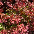 Kép 2/3 - Berberis thunbergii 'Admiration'® – Piros levelű, sárga szélű törpe japán borbolya