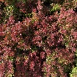 Kép 3/3 - Berberis thunbergii 'Admiration'® – Piros levelű, sárga szélű törpe japán borbolya