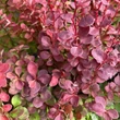 Kép 3/3 - Berberis thunbergii 'Orange Rocket'® – Oszlopos, narancssárga levelű japán borbolya