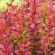 Kép 1/2 - Berberis thunbergii 'Orange Sunrise'® – Narancs színű japán borbolya