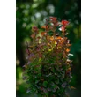 Kép 3/3 - Berberis thunbergii 'Red Tower'® – Japán borbolya