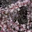 Kép 2/2 - Berberis x ottawensis 'Silver Miles' – Tarkalevelű borbolya