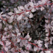 Berberis x ottawensis 'Silver Miles' – Tarkalevelű borbolya