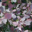 Kép 1/2 - Berberis x ottawensis 'Silver Miles' – Tarkalevelű borbolya