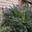 Caryopteris clandonensis 'Kew Blue' - Sötétkék virágú kékszakáll