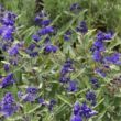 Caryopteris clandonensis 'Kew Blue' - Sötétkék virágú kékszakáll