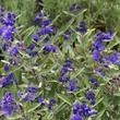 Kép 3/3 - Caryopteris clandonensis 'Kew Blue' - Sötétkék virágú kékszakáll