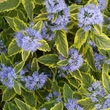 Kép 1/3 - Caryopteris x clandonensis 'Summer Sorbet'® – Sárga-tarka levelű kékszakáll