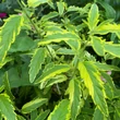 Kép 2/3 - Caryopteris x clandonensis 'Summer Sorbet'® – Sárga-tarka levelű kékszakáll