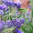 Kép 2/2 - Caryopteris x clandonensis 'Thetis'® – Angol kékszakáll