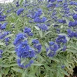 Kép 1/2 - Caryopteris x clandonensis 'Thetis'® – Angol kékszakáll