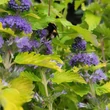 Kép 3/5 - Caryopteris incana 'Cary Gold' – Kínai kékszakáll