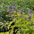 Kép 4/5 - Caryopteris incana 'Cary Gold' – Kínai kékszakáll