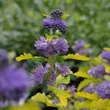 Kép 2/5 - Caryopteris incana 'Cary Gold' – Kínai kékszakáll