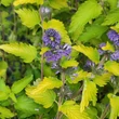 Kép 1/5 - Caryopteris incana 'Cary Gold' – Kínai kékszakáll