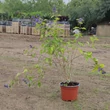 Kép 5/5 - Caryopteris incana 'Cary Gold' – Kínai kékszakáll