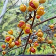 Kép 1/2 - Celastrus orbiculatus 'Diana' – Keleti fafojtó (nőivarú)