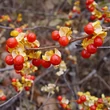 Kép 1/3 - Celastrus orbiculatus – Keleti fafojtó (hímivarú)
