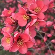 Kép 3/4 - Chaenomeles x superba 'Pink Trail' (syn.: 'Interpitra') – Rózsaszín virágú japánbirs