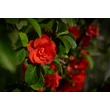 Kép 3/3 - Chaenomeles x superba 'Orange Storm' – Japánbirs