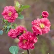 Kép 1/2 - Chaenomeles x superba 'Pink Storm' – Japánbirs