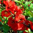 Kép 1/3 - Chaenomeles x superba 'Red Trail' – Piros színű japánbirs