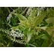 Kép 1/2 - Clethra alnifolia 'Creels Calico' – Borscserje