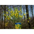 Kép 3/4 - Cytisus 'Golden Sunlight' – Zanót